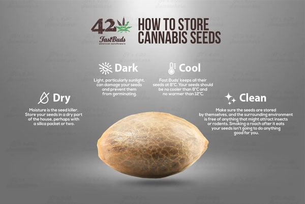 How to Store Cannabis Seeds