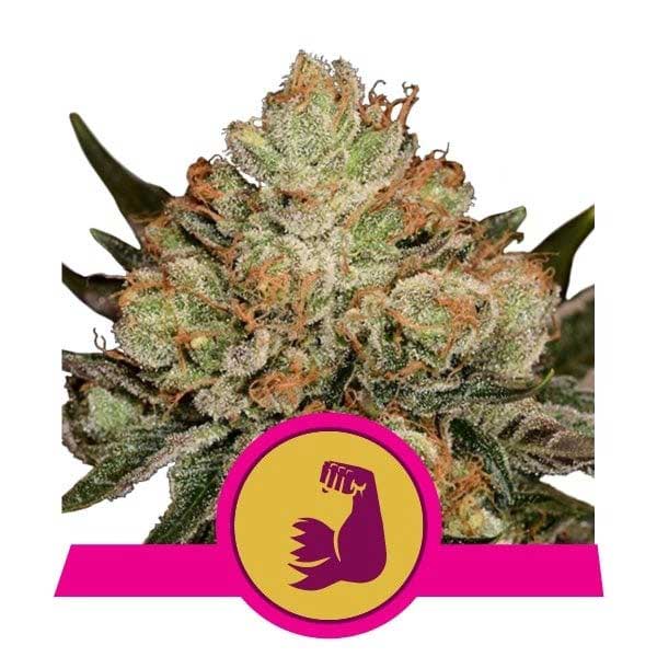 Hulkberry Colorado Pot Sementes