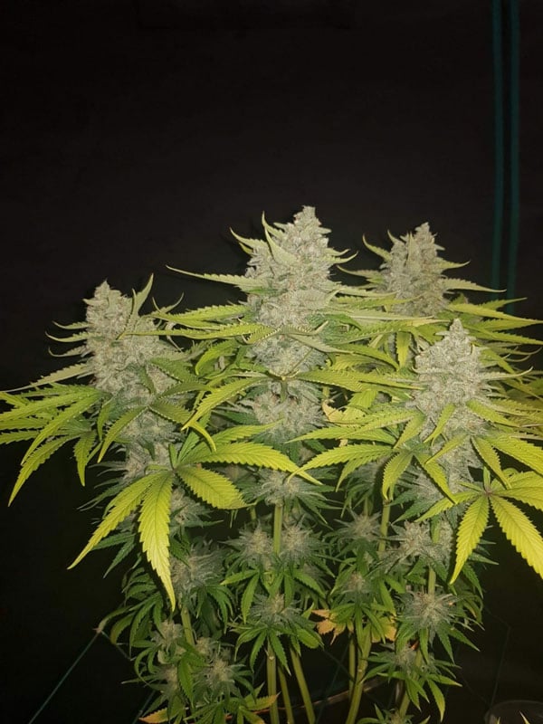 Hulkberry Marijuana Seeds EUA