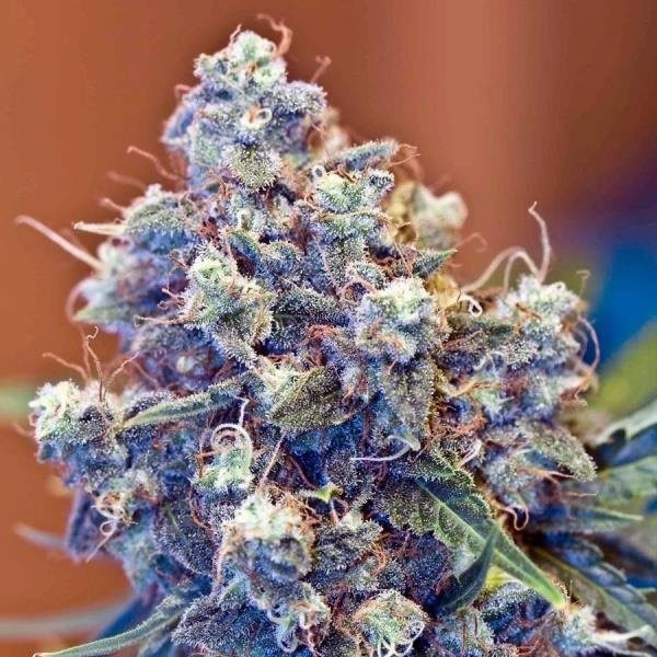 Gefrorene Grapefruit Michigan Pot Seeds