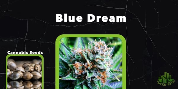 Blue Dream Top Feminisoidut rikkakasvien siemenet