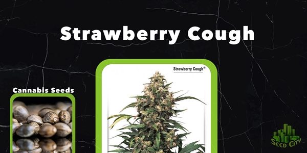 Strawberry Cough Beste feminisierte Sorten