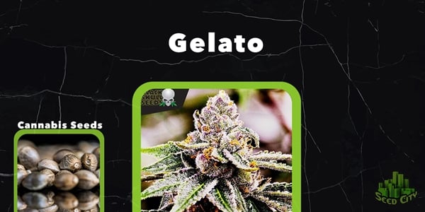 Gelato - Топ феминизирани щамове 2024 г