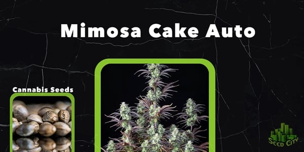 Mimosa Cake Auto - suurimmat Fem Pot -kannat