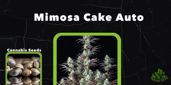 Mimosa Cake Auto - Beste Fem Pot-soorten