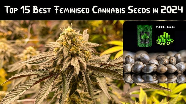 Meilleures graines de cannabis féminisées 2024
