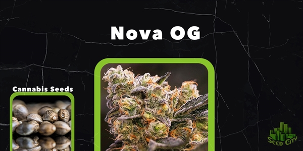 Nova OG - 최고의 여성화 대마초 균주