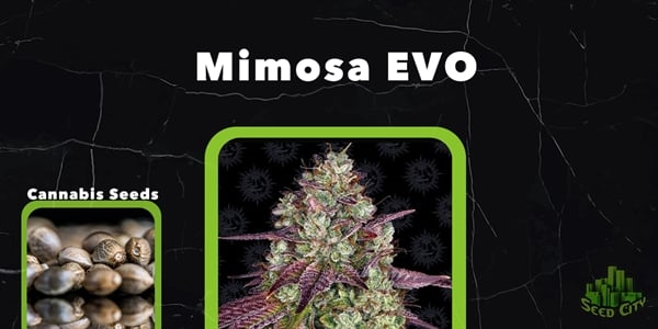 Mimosa Evo Semillas de marihuana más populares
