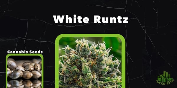 Excellent Feminized Seed Choices 2024
