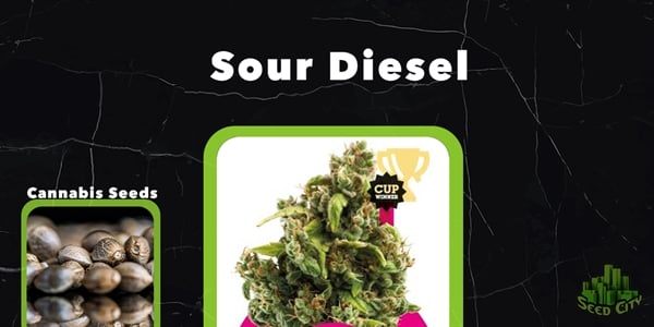 Sour Diesel - Beste feminiserte cannabisstammer