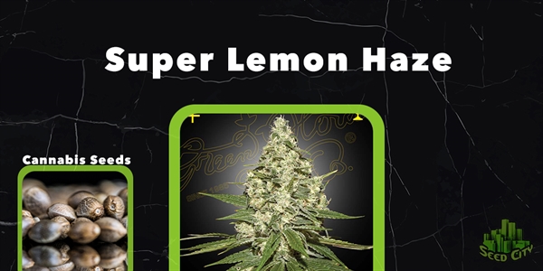 Super Lemon Haze - Strain Pot Terbaik