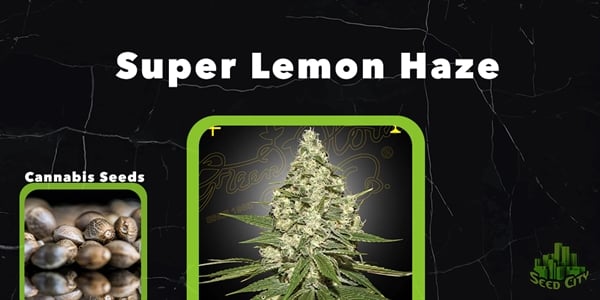 Super Lemon Haze - Τα καλύτερα στελέχη γλάστρας