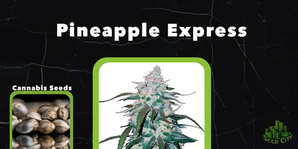 Pineapple Express – Die besten feminisierten Cannabissamen