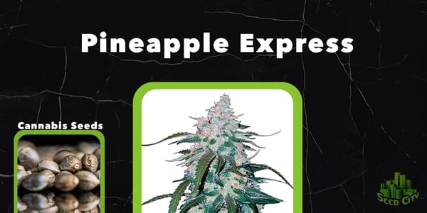 Pineapple Express - Най-добрите феминизирани семена от канабис