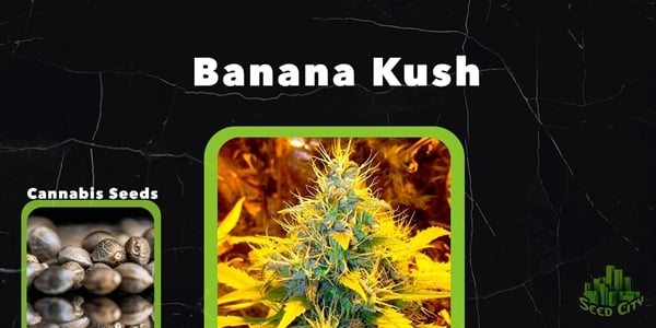 Topp feminiserte marihuanastammer Banana Kush