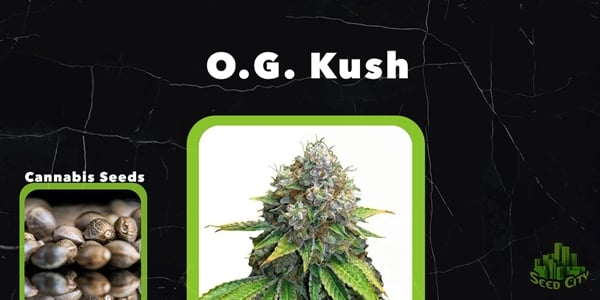 Top Feminized Pot Seeds OG Kush