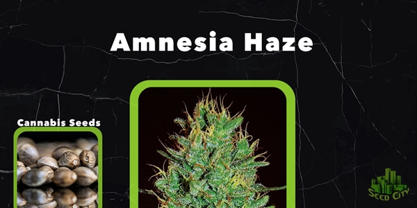 Amnesia Haze - بهترین بذر علف های هرز Fem