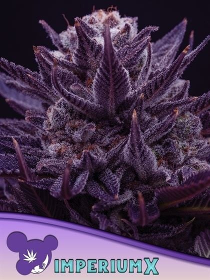 Imperium x Meilleures variétés en 2024 Sativa