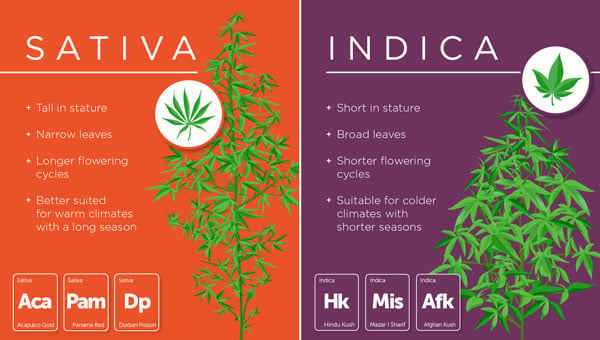 Indica vs Sativa para el alivio del dolor