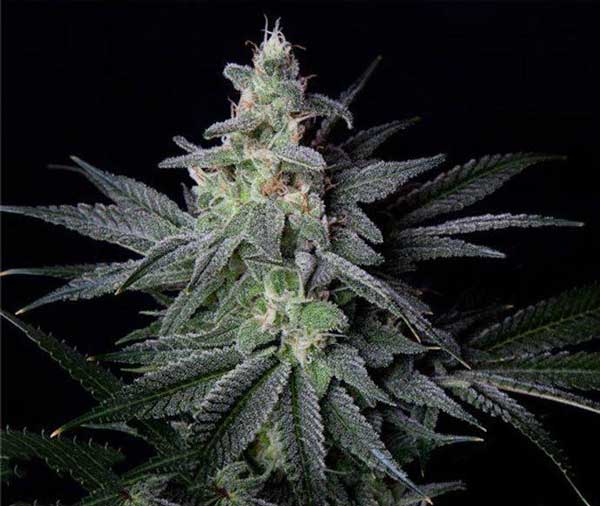 Jack Herer Melhores sementes de cannabis do Oregon