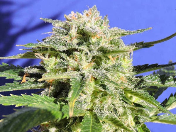 Lemonberry Haze Oto En İyi 10 En İyi Oto Esrar Suşları Lemonberry Haze Oto En İyi 10 En İyi Oto Esrar Suşları