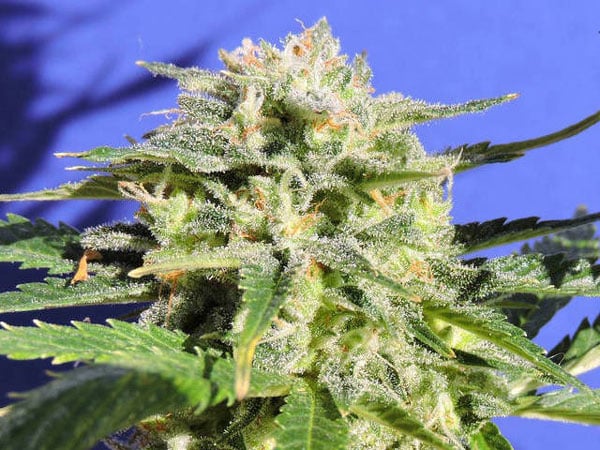 Lemonberry Haze Auto Top 10 Best Auto Cannabis Strains