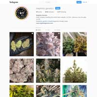 Mephisto Genetics instagram