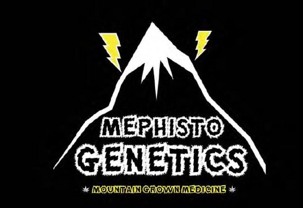 Mephisto parhaat Sativa kannabiksen siemenet