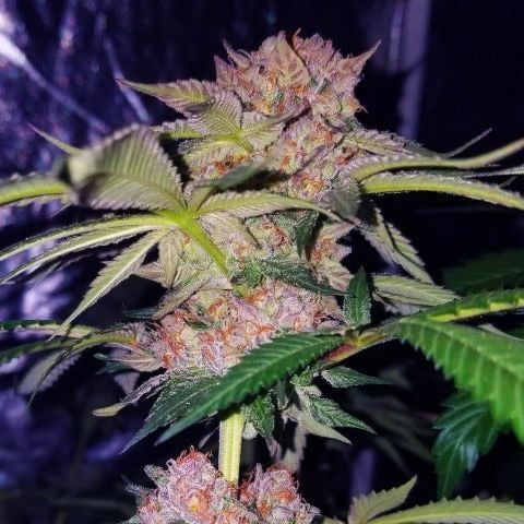 Graines de Mimosa Champagne Kush