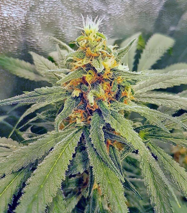 Vision Northern Lights Seeds For Sale