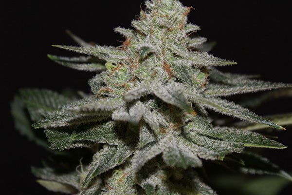 Northern Lights Marihuana Seeds Best 2023