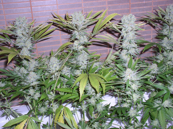 White Label Northern Lights Pot Seeds For Sale