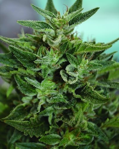 Cepas de alto CBD OG Kush