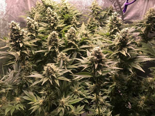 OG Kush, enorme variedade de cannabis