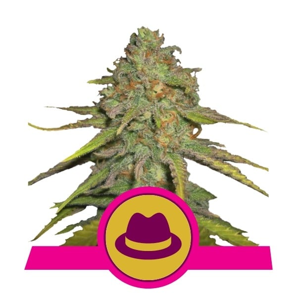 עוג כוש Royal Queen Seeds ג'לאטו של עוגיות