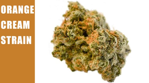 Orange Ice Cream Cannabis Strain