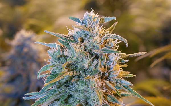 Blue Dream melhores sementes de maconha de Oregon