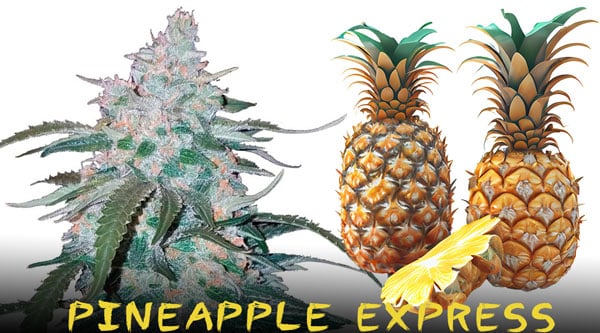 Varietà di cannabis rare 2023 - Pineapple Express
