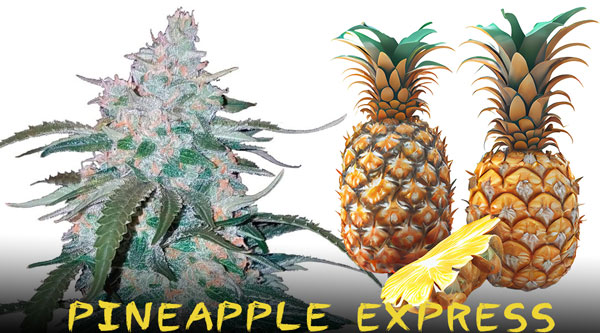 Sjeldne cannabisstammer 2024 - Pineapple Express