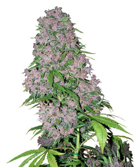 Purple Bud van White Label Seeds