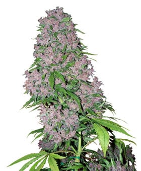 Purple Bud por White Label Seeds