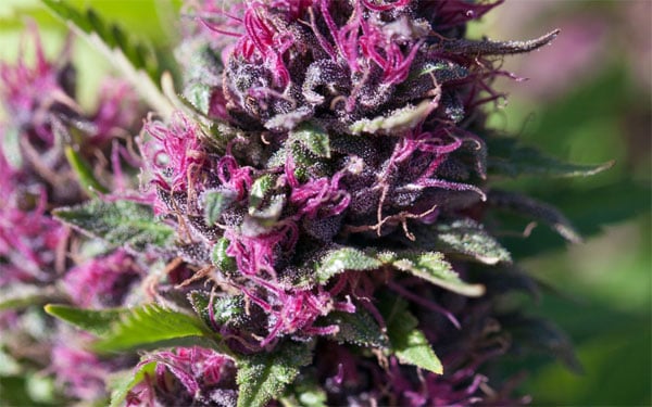 紫色大麻種子