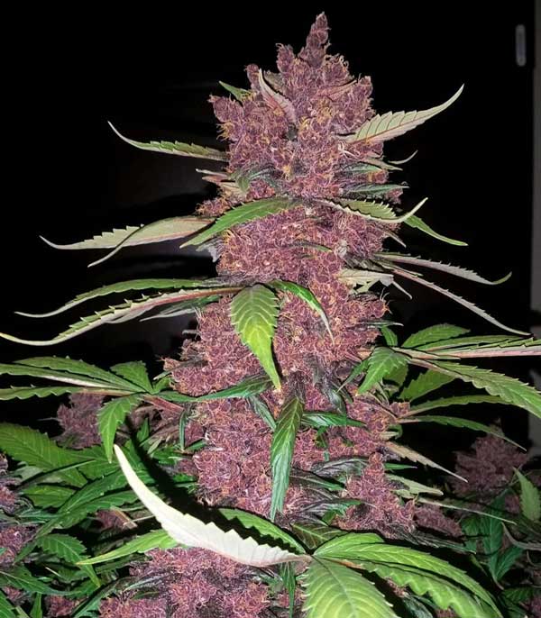 Purple Lemonade Best Weed Strain i 2024