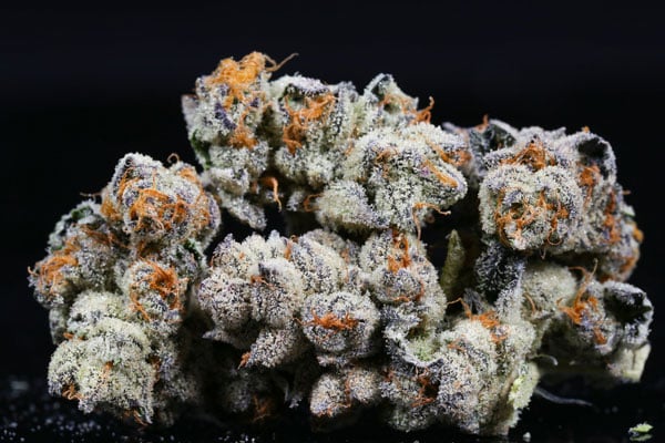 Purple Punch Cannabis Seeds Best 2023