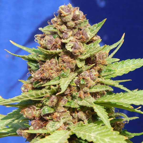 Purple Punch Cookies Seeds