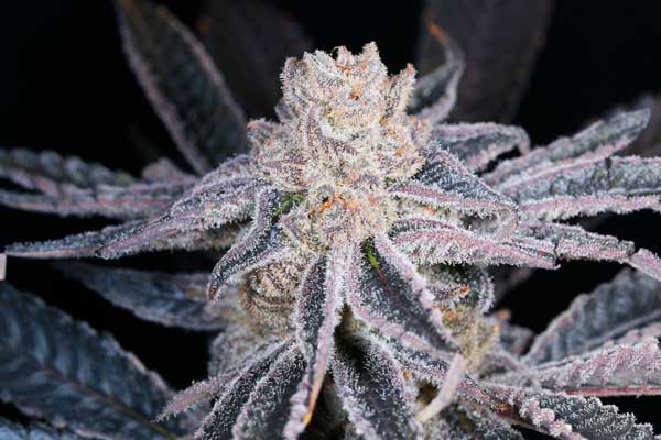 Migliore Oregon Weed Seeds Purple Punch