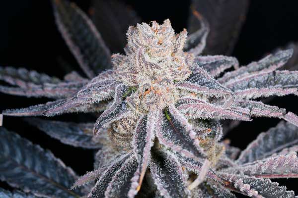 Melhor Oregon Weed Seeds Purple Punch