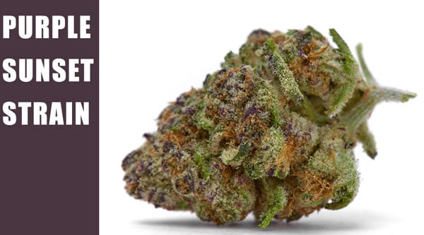 Purple Sunset Cannabis-Sorte Beste 2024