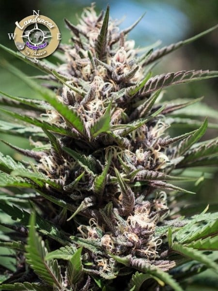 Stärkste Sativa – Purple Thai