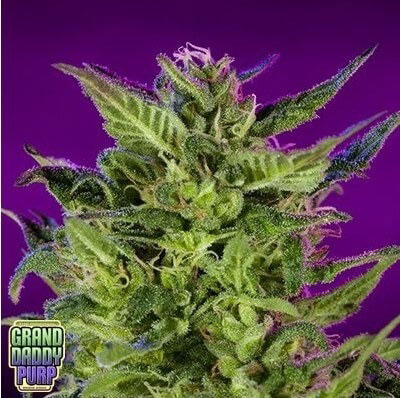 Purple Valley OG Seeds Kens Grand Daddy Roxo